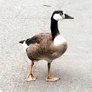 Meet your Posher, Matt